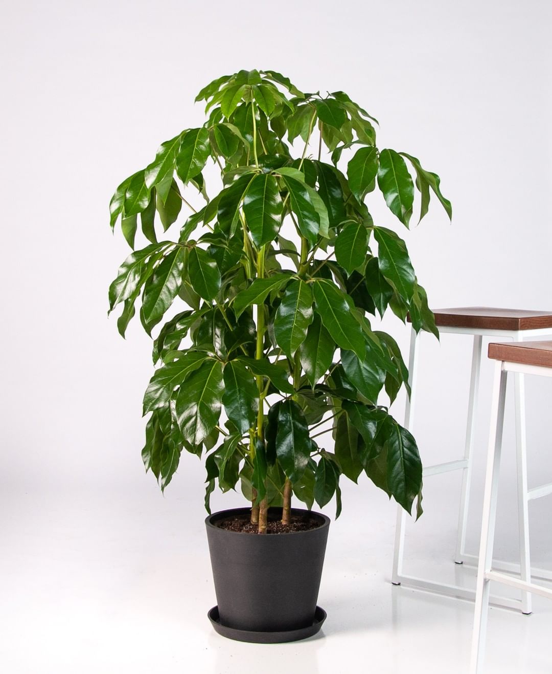 A potted plant in front of a table. Discover the benefits of selecting an Umbrella Tree.