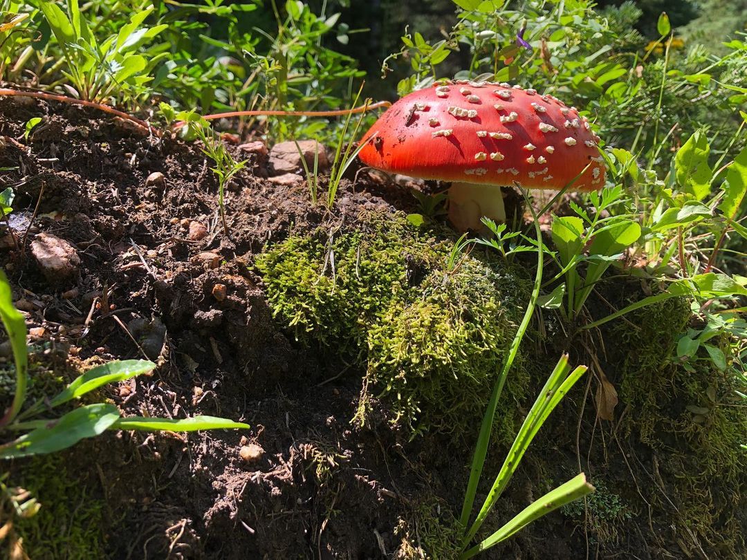 Red mushroom with white spots on it, standing out in the forest.