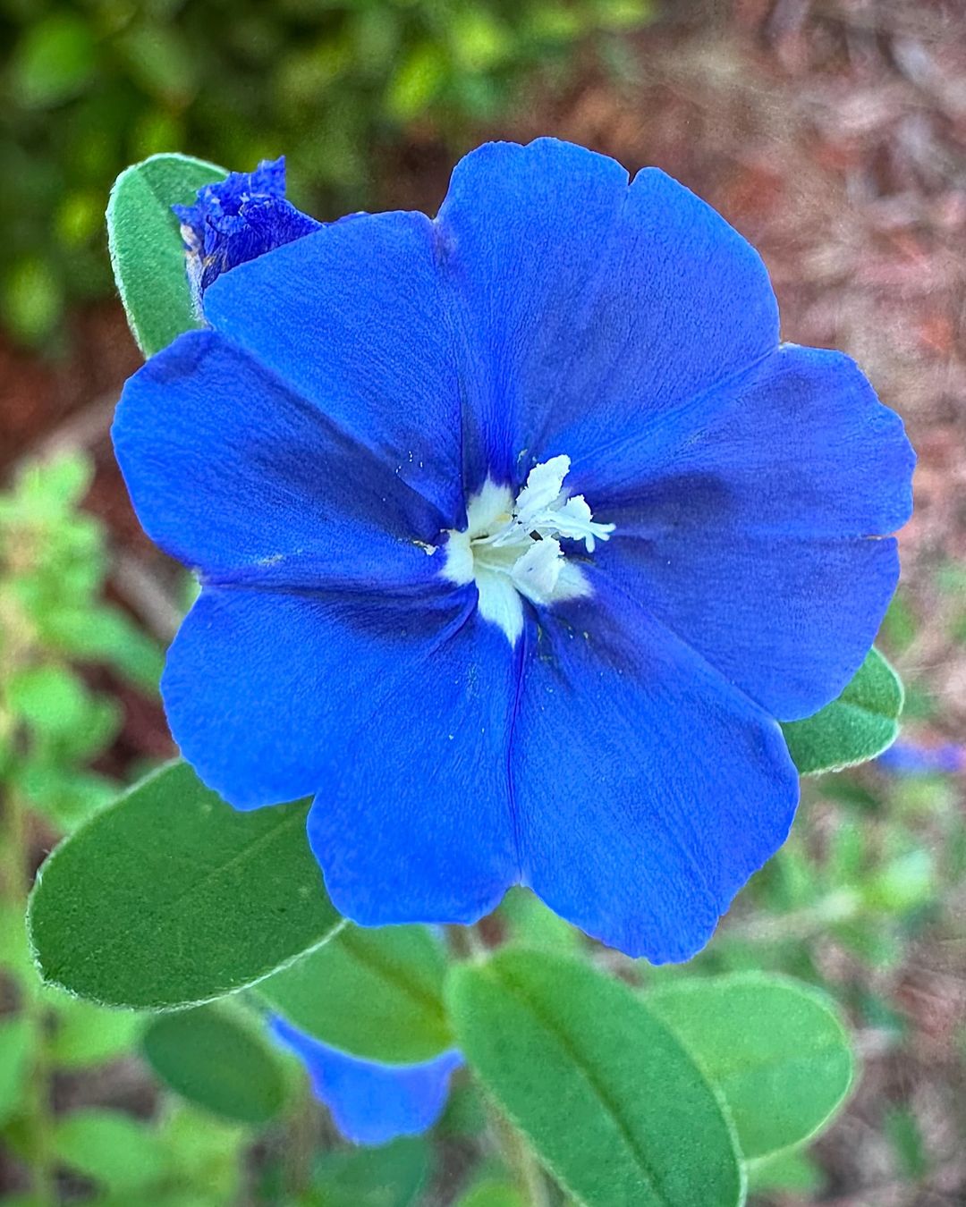 Blue Daze flower, white petals, surrounded by vibrant green leaves.