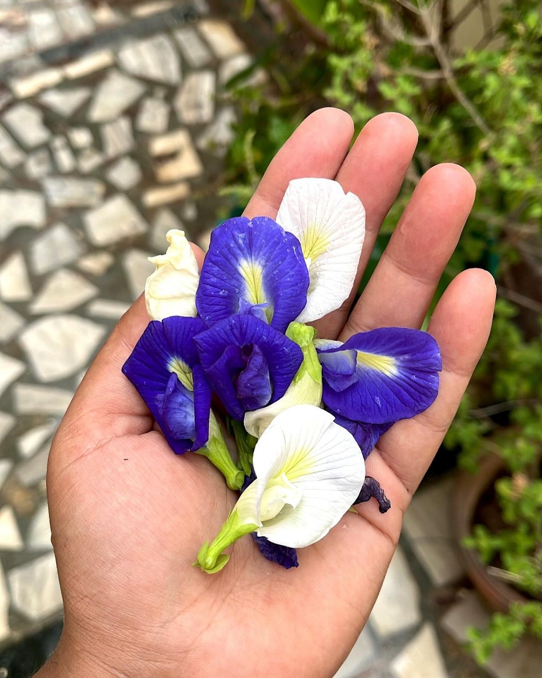 A bunch of blue and white flowers, Blue Ginger Butterfly Pea, held by someone.