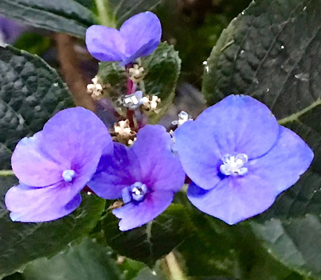 Close-up image showcasing vibrant purple Blue Hydrangea flowers.