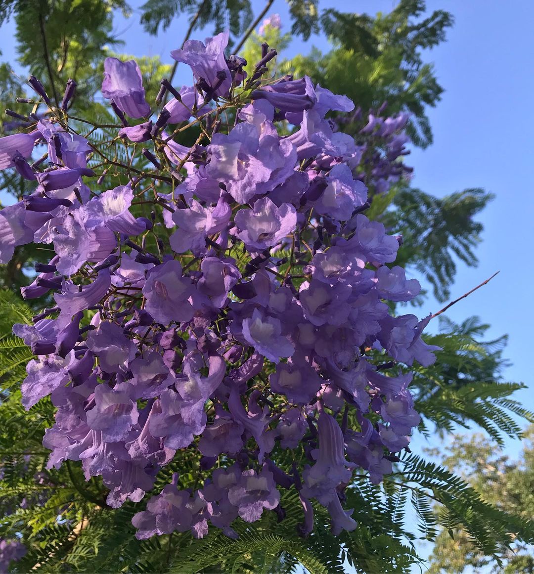 Stunning purple Blue Jacaranda flower in full bloom on a tree.