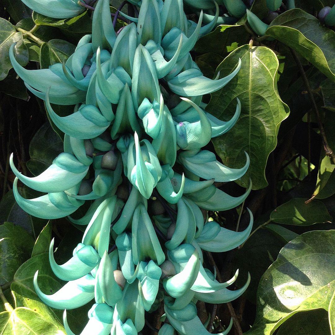  A Blue Jade Vine, a large green plant with blue flowers, blooming beautifully in a garden.