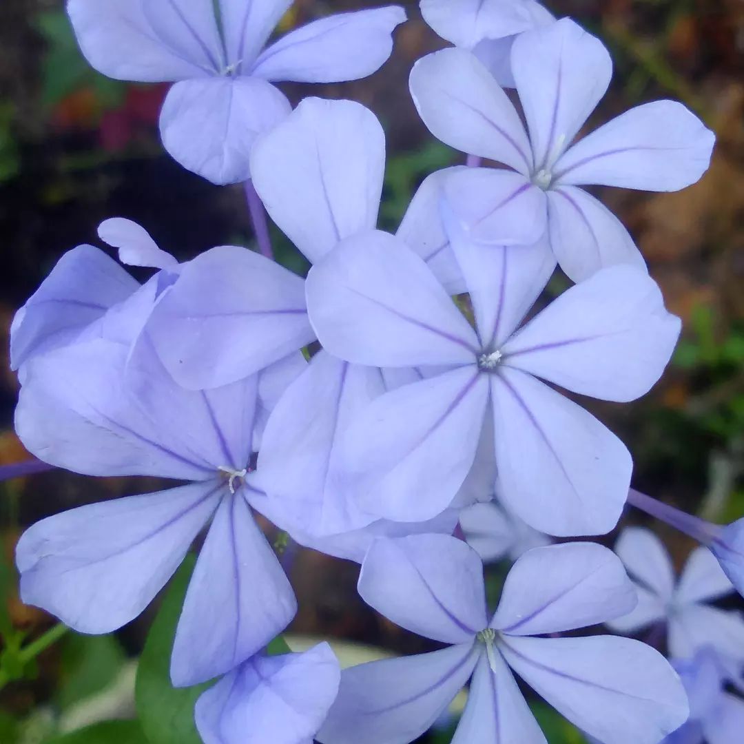 Macro shot of stunning blue Plumbago blossoms.