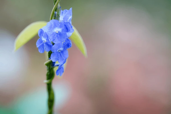 A blue flower known as Blue Porterweed, growing gracefully on a thin stem.