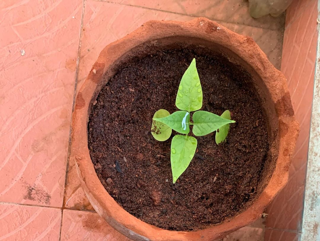  A small plant in a pot on a tiled floor, part of Container Gardens.