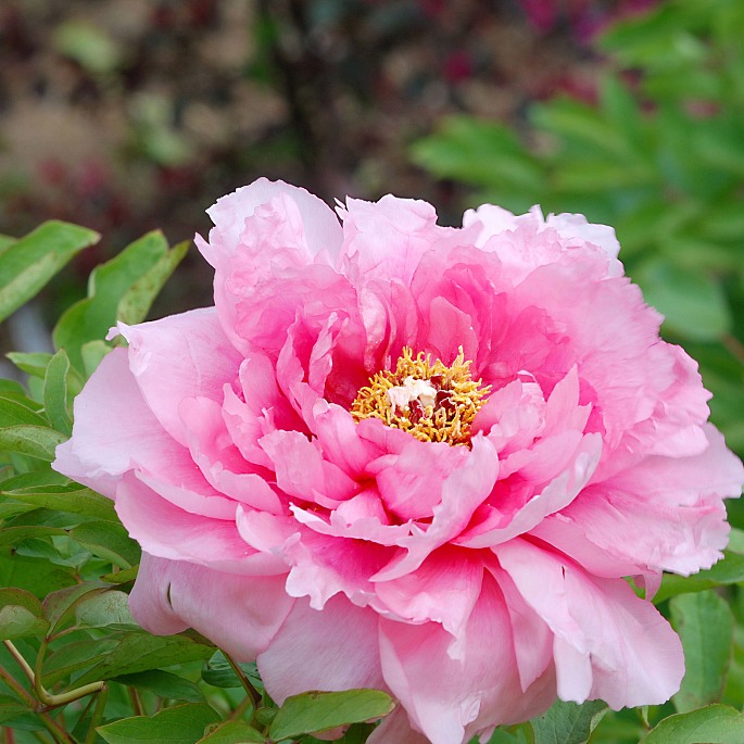 Pink peony in full bloom, symbolizing prosperity and good fortune in various cultures.