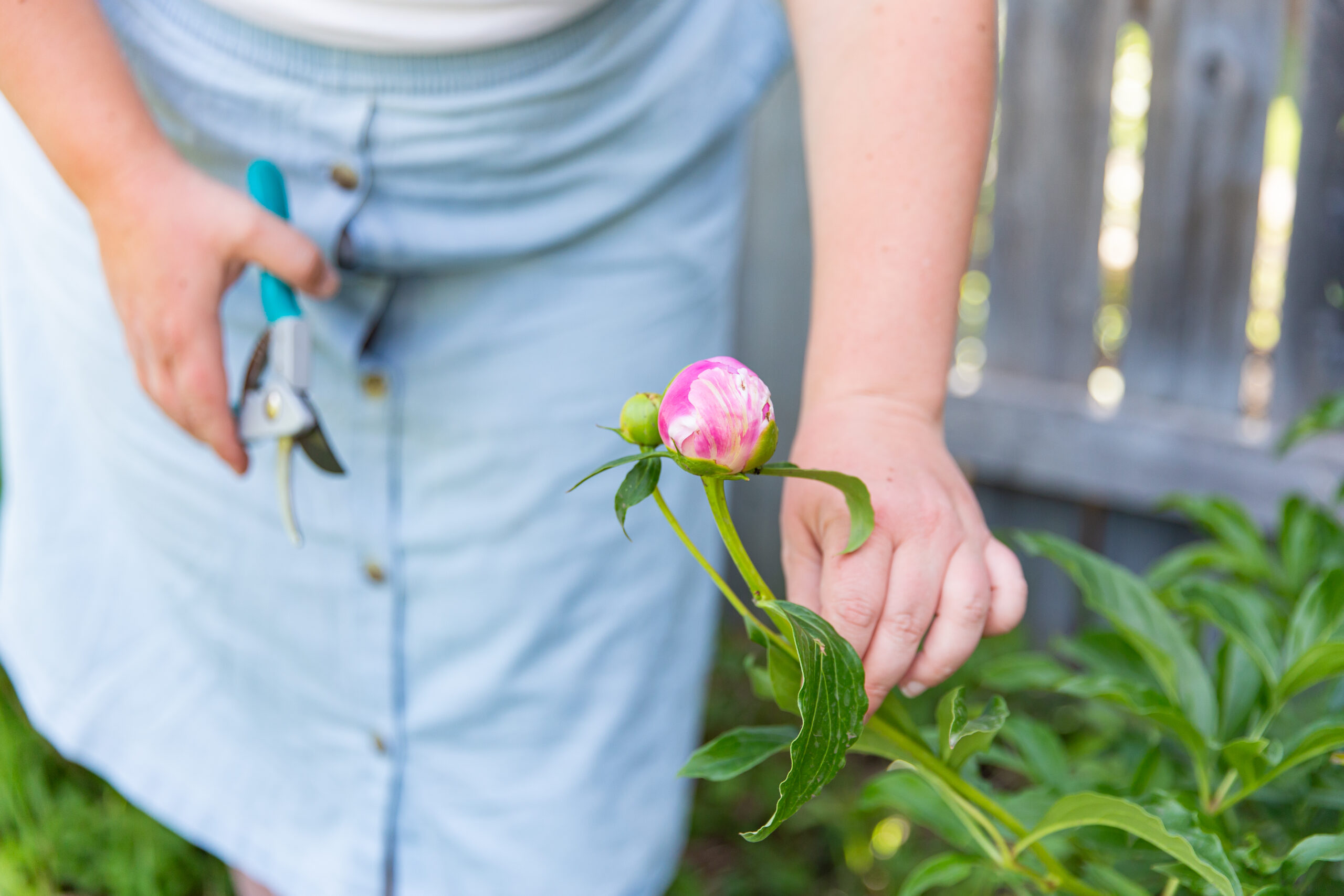 Cut Peonies