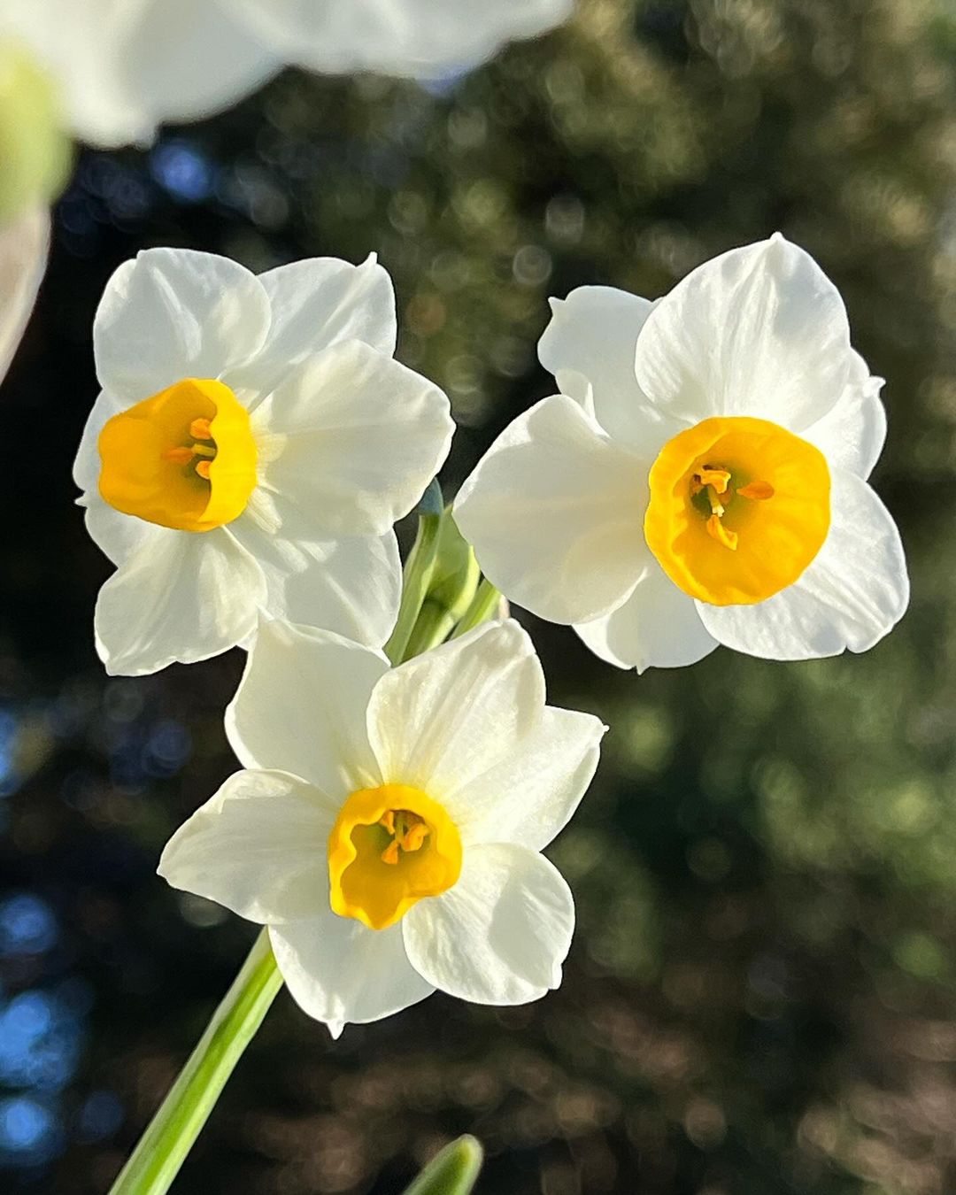 Three white daffodil flowers with yellow centers in full bloom.