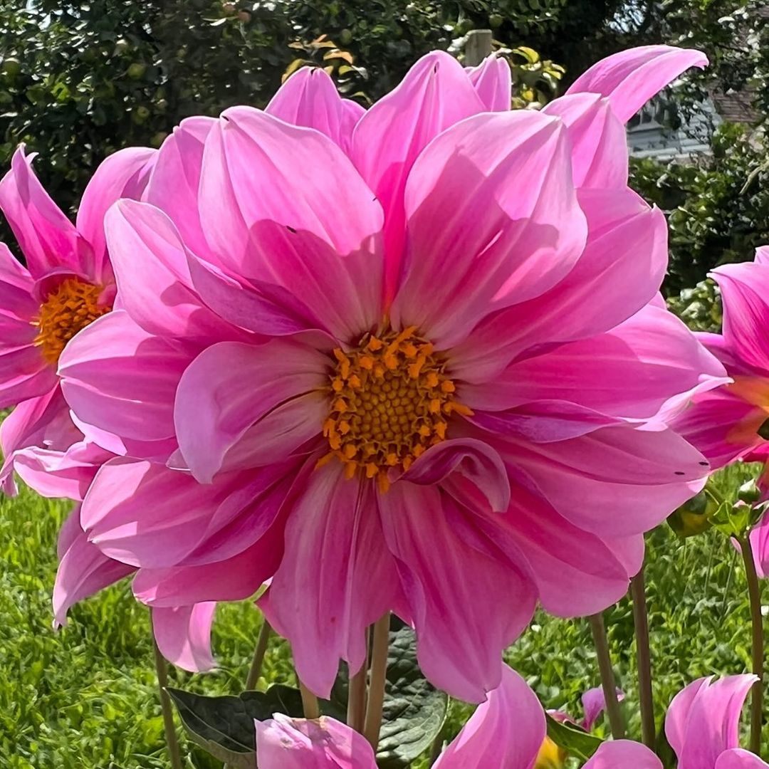  A large pink dahlia flower with vibrant yellow centers blooming in a lush garden setting.