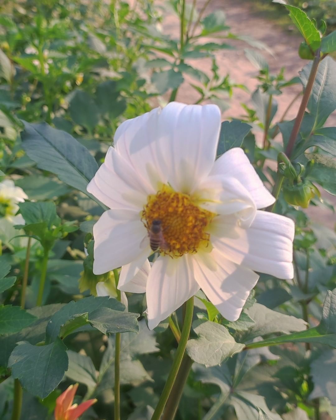 A bee is perched on a white Dahlia Pinnata flower, with lush green leaves framing the delicate bloom.