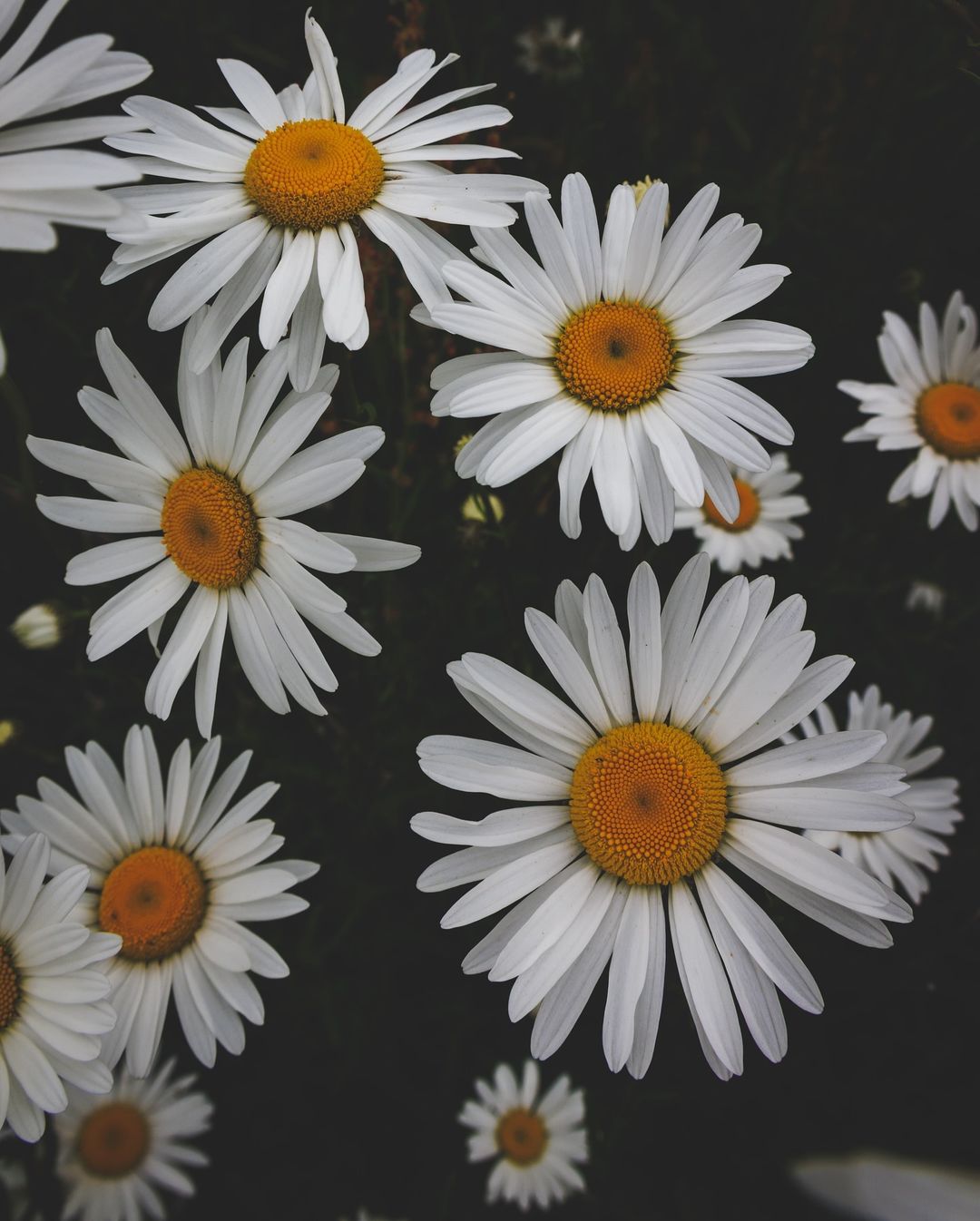 White daisies with yellow centers, a beautiful sight in this Daisy photo.