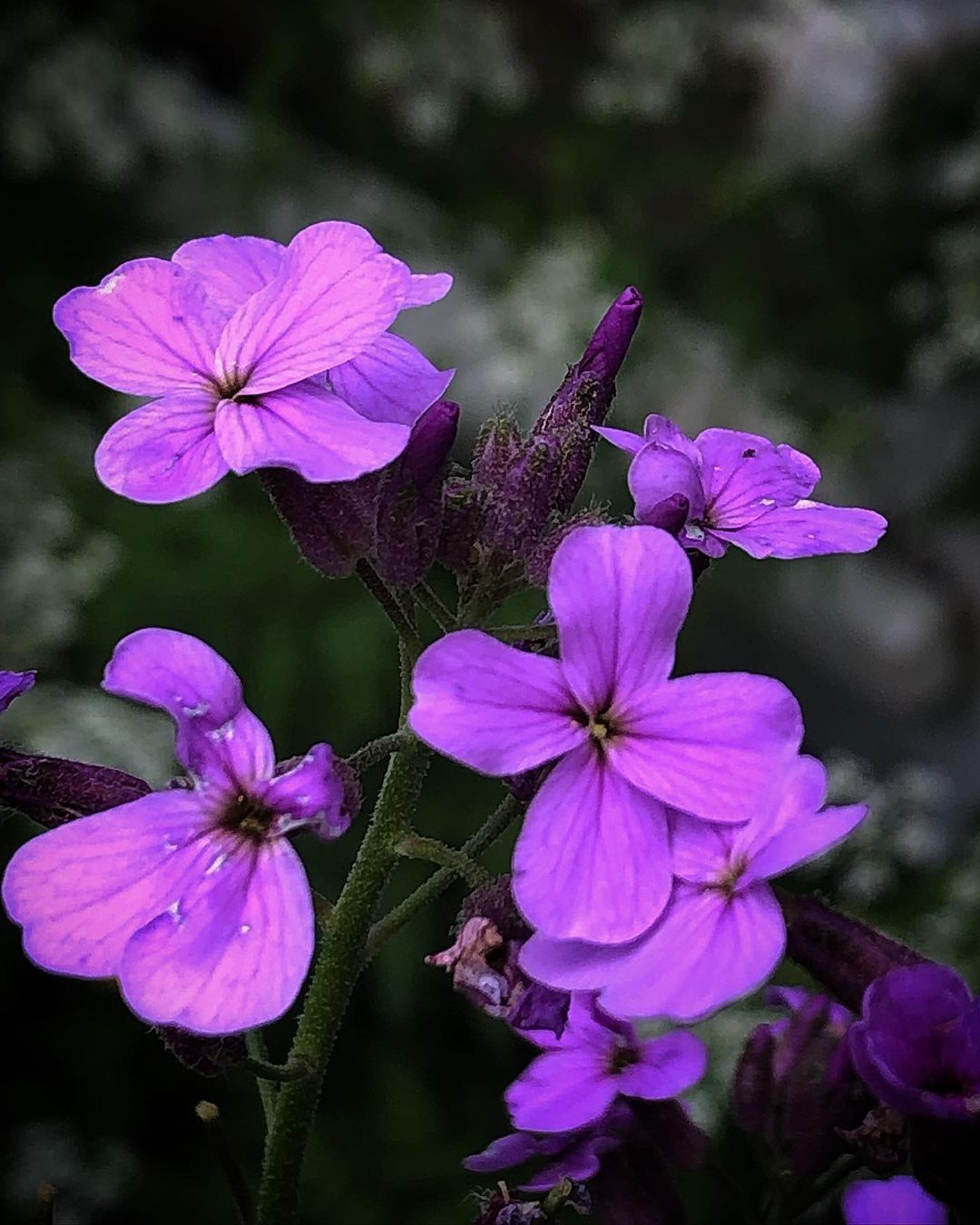 Purple Dame's Rocket flowers blooming in a field.