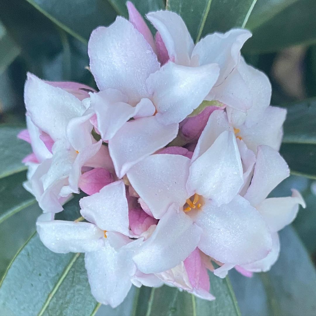 Pink Daphne flower in close-up view.