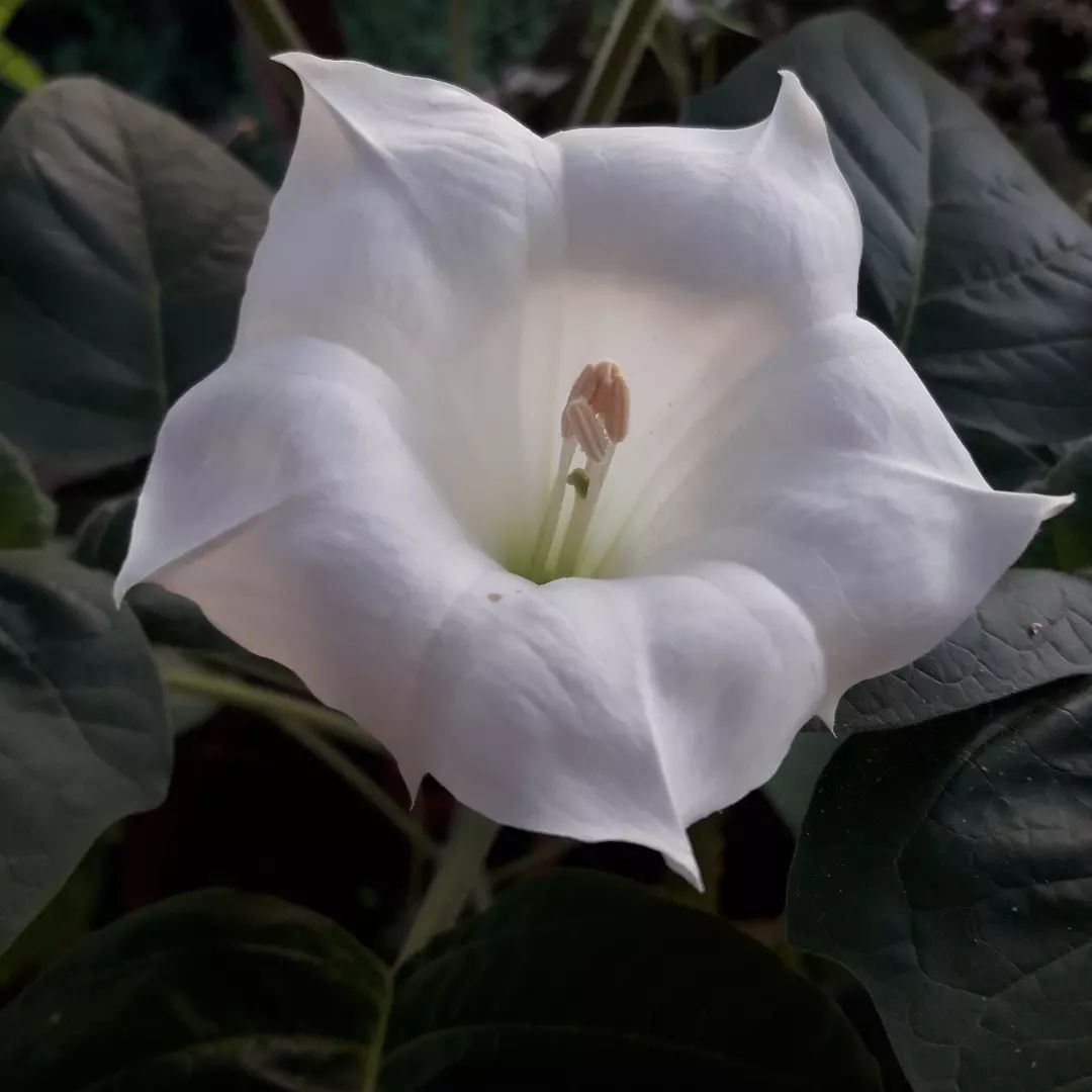 A white Datura flower prominently displayed with lush green leaves in the background, showcasing its delicate beauty.