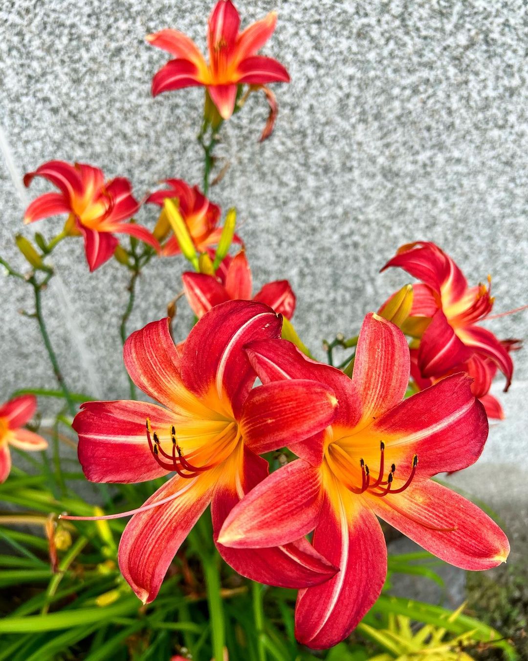  Red and yellow daylilies blooming in front of a wall.