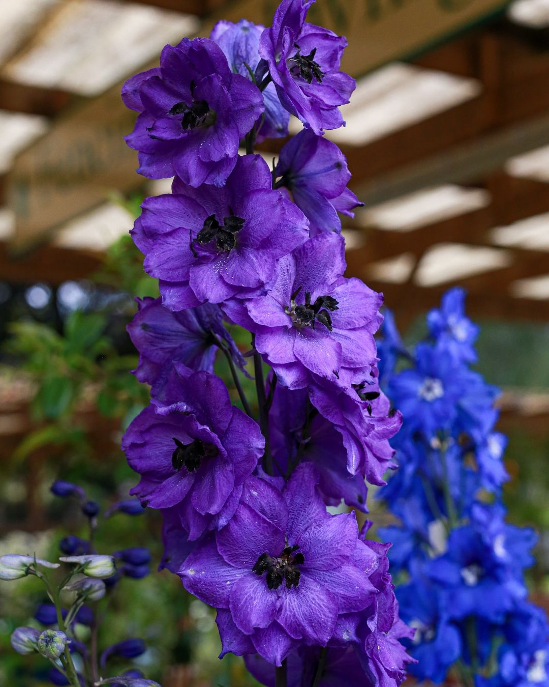 Vase with a beautiful purple Delphinium flower.