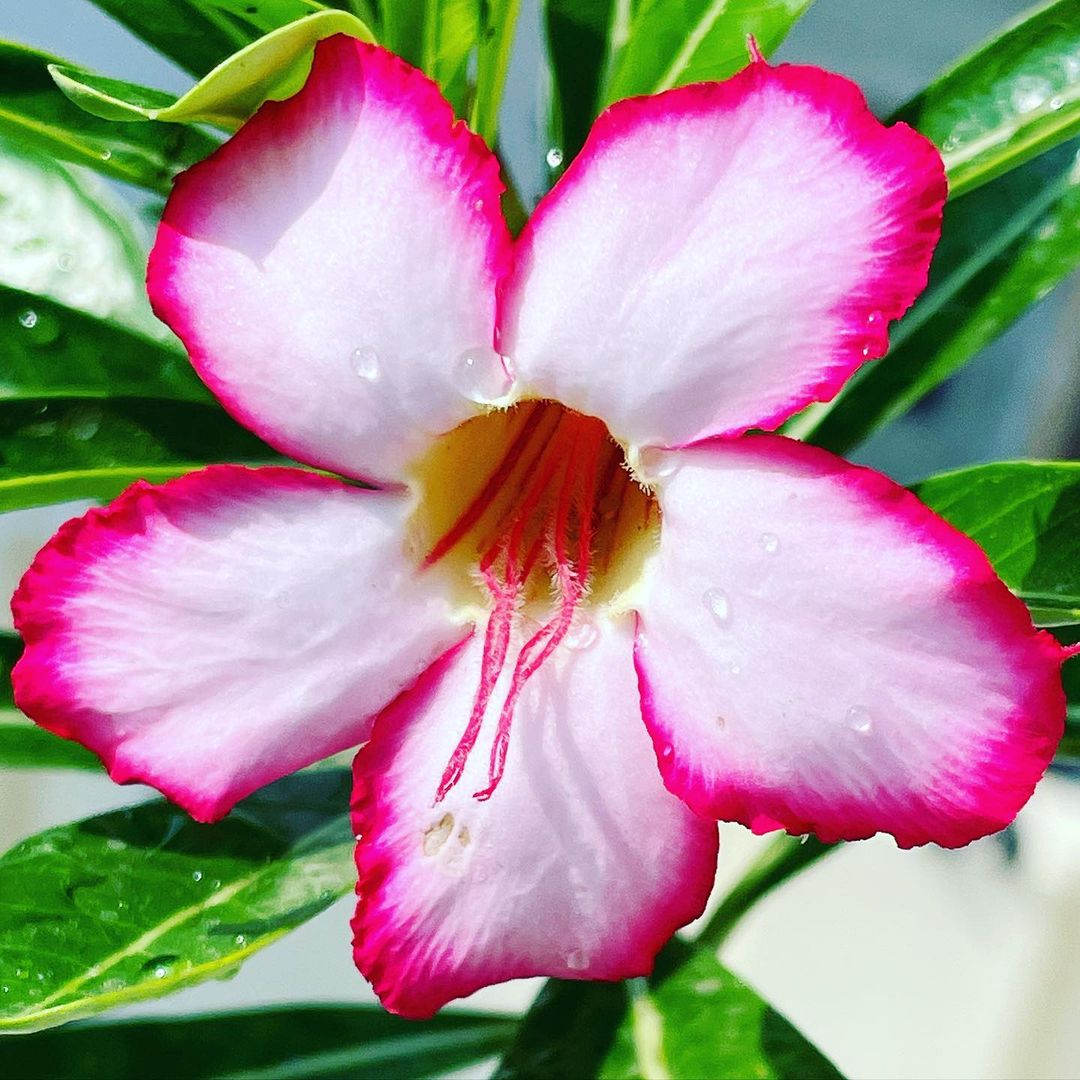 A close-up photo of a Desert Rose, a pink flower with water droplets.