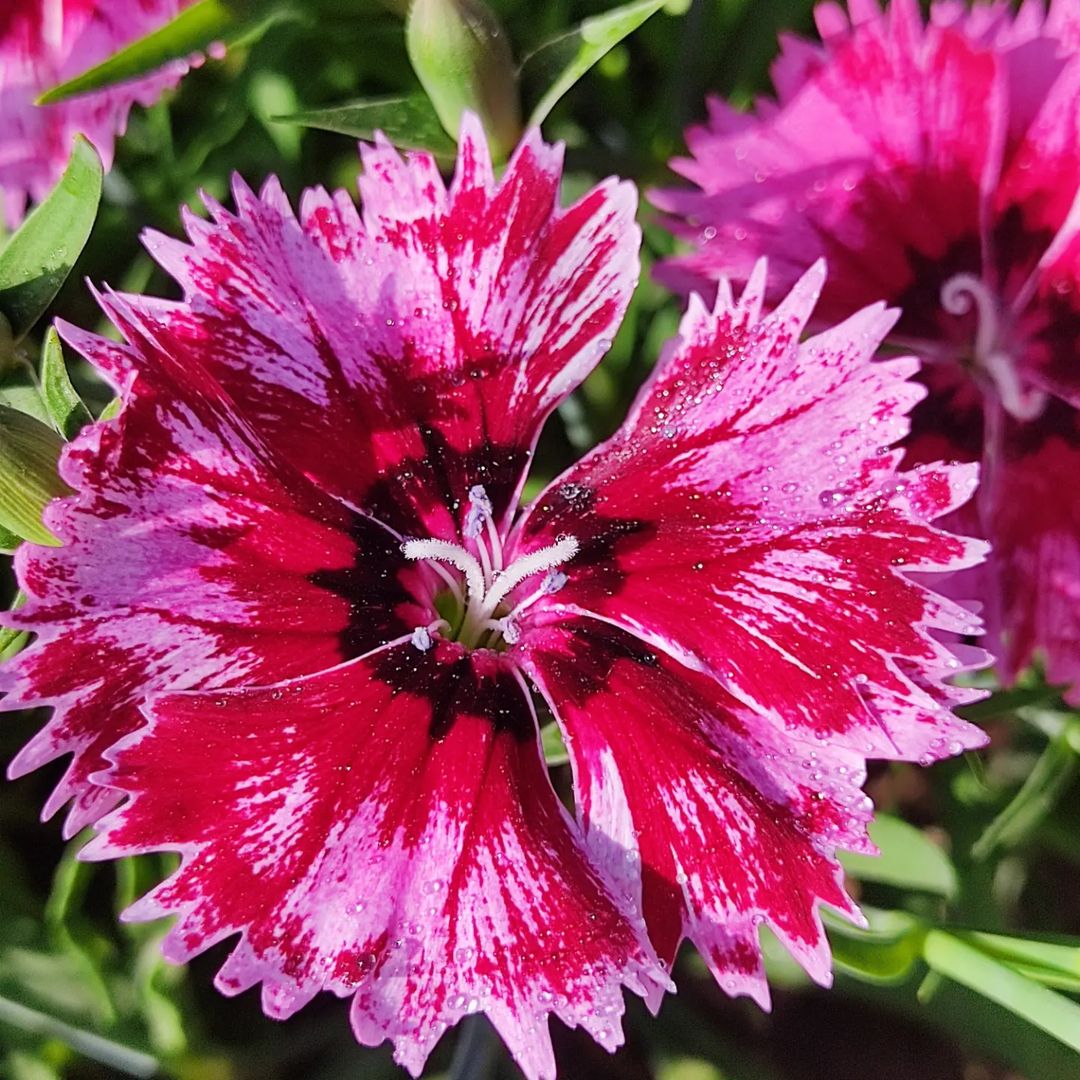 A close up of a red and white Dianthus flower.