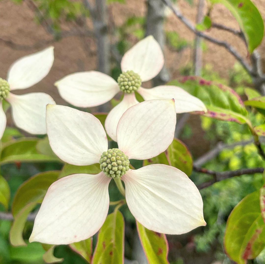  Blossoming Dogwood flowers in full bloom.