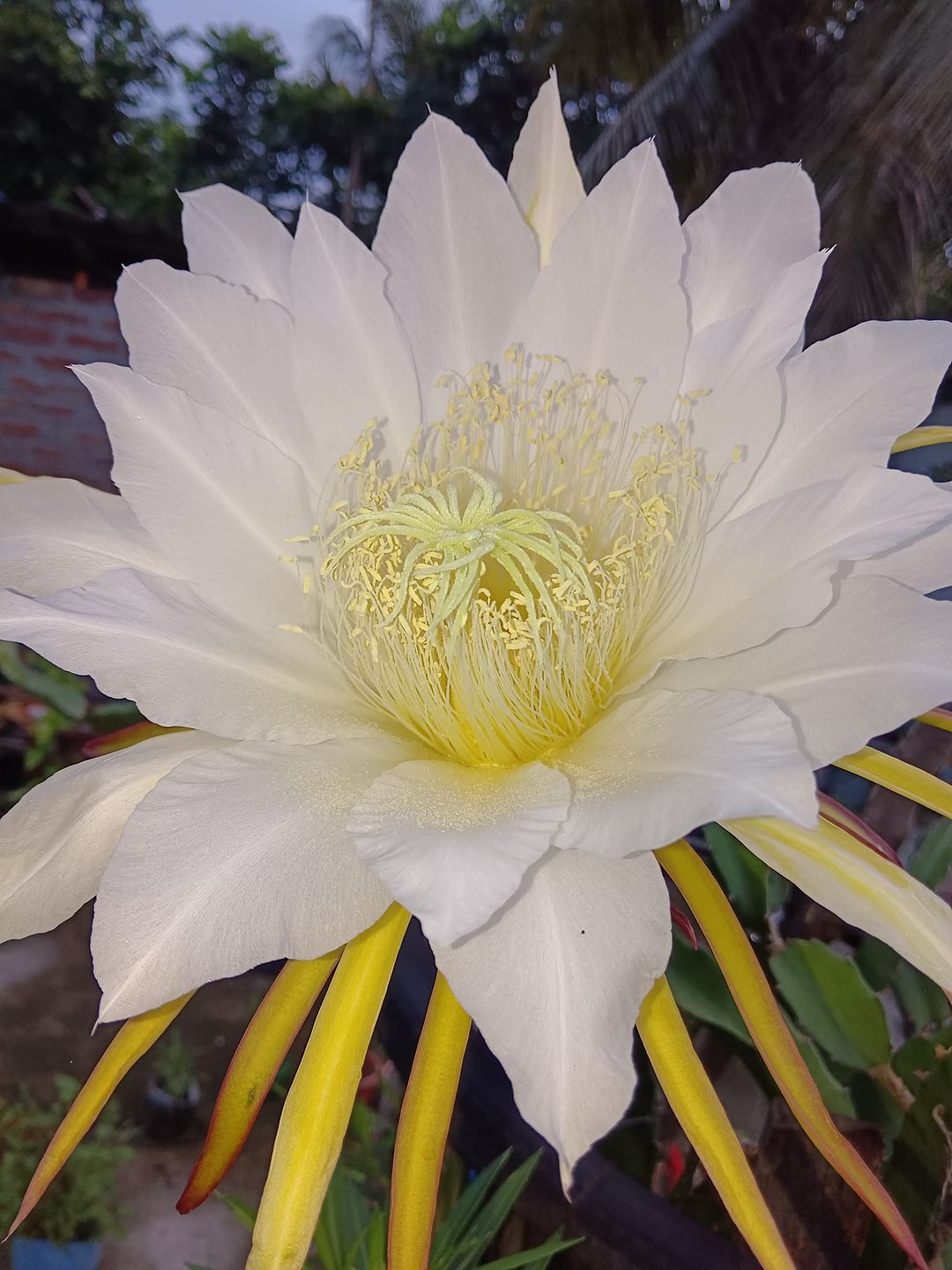  A delicate white Dragon Flower featuring vibrant yellow stamens, showcasing its elegant beauty in nature.