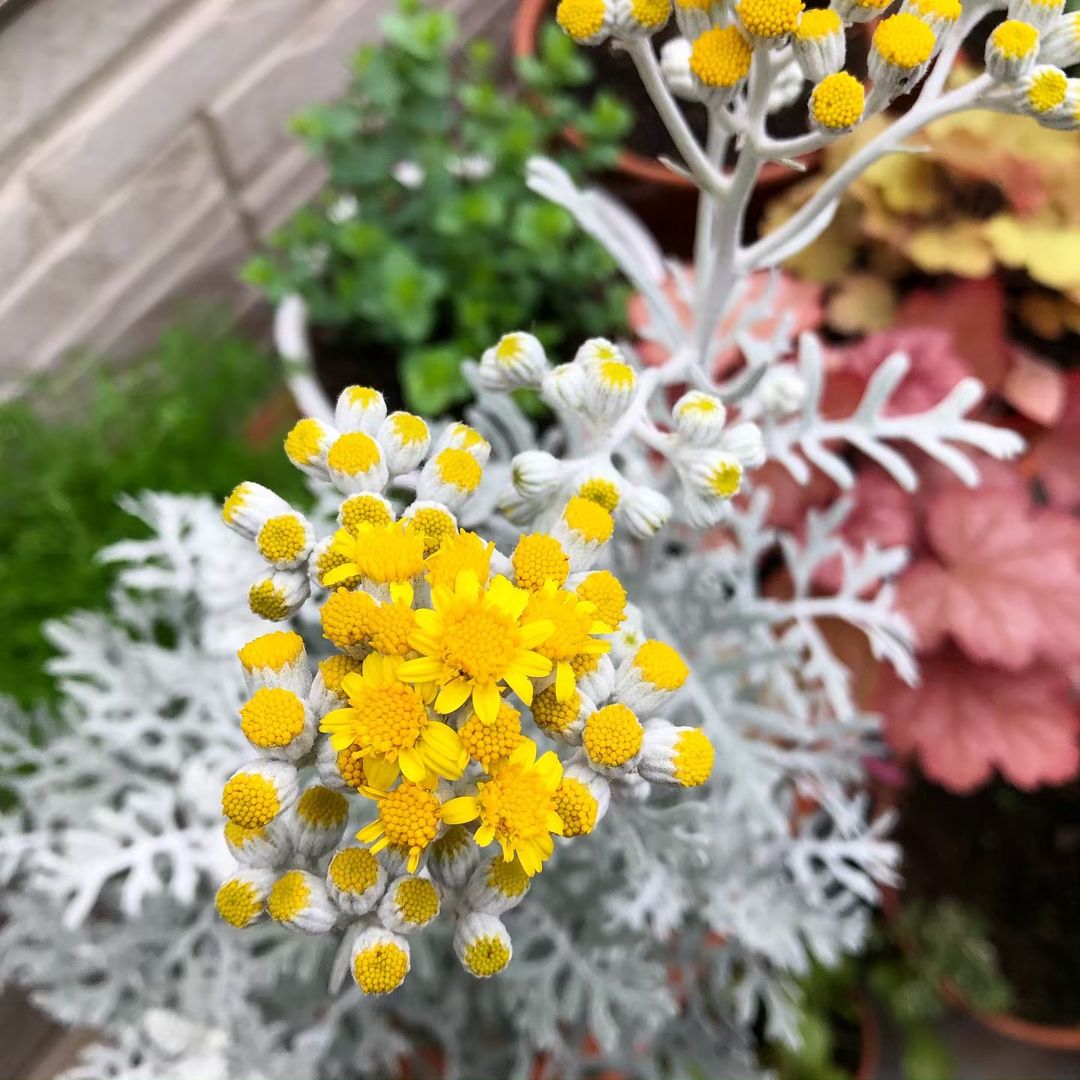 A close-up view of a vibrant yellow flower in a pot, surrounded by the silvery foliage of Dusty Miller.