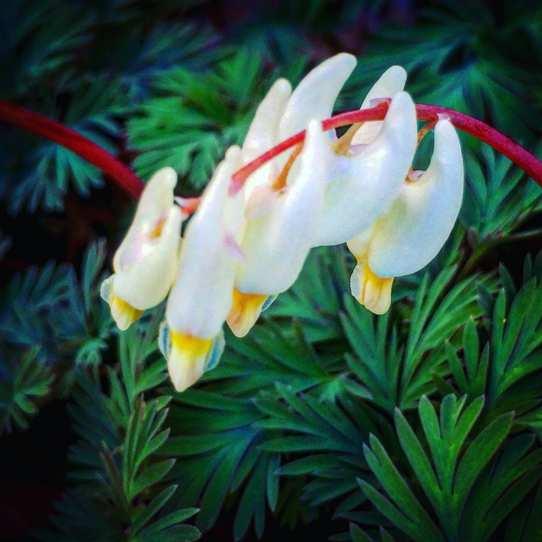 Photograph of Dutchman's Breeches, also known as bleeding heart