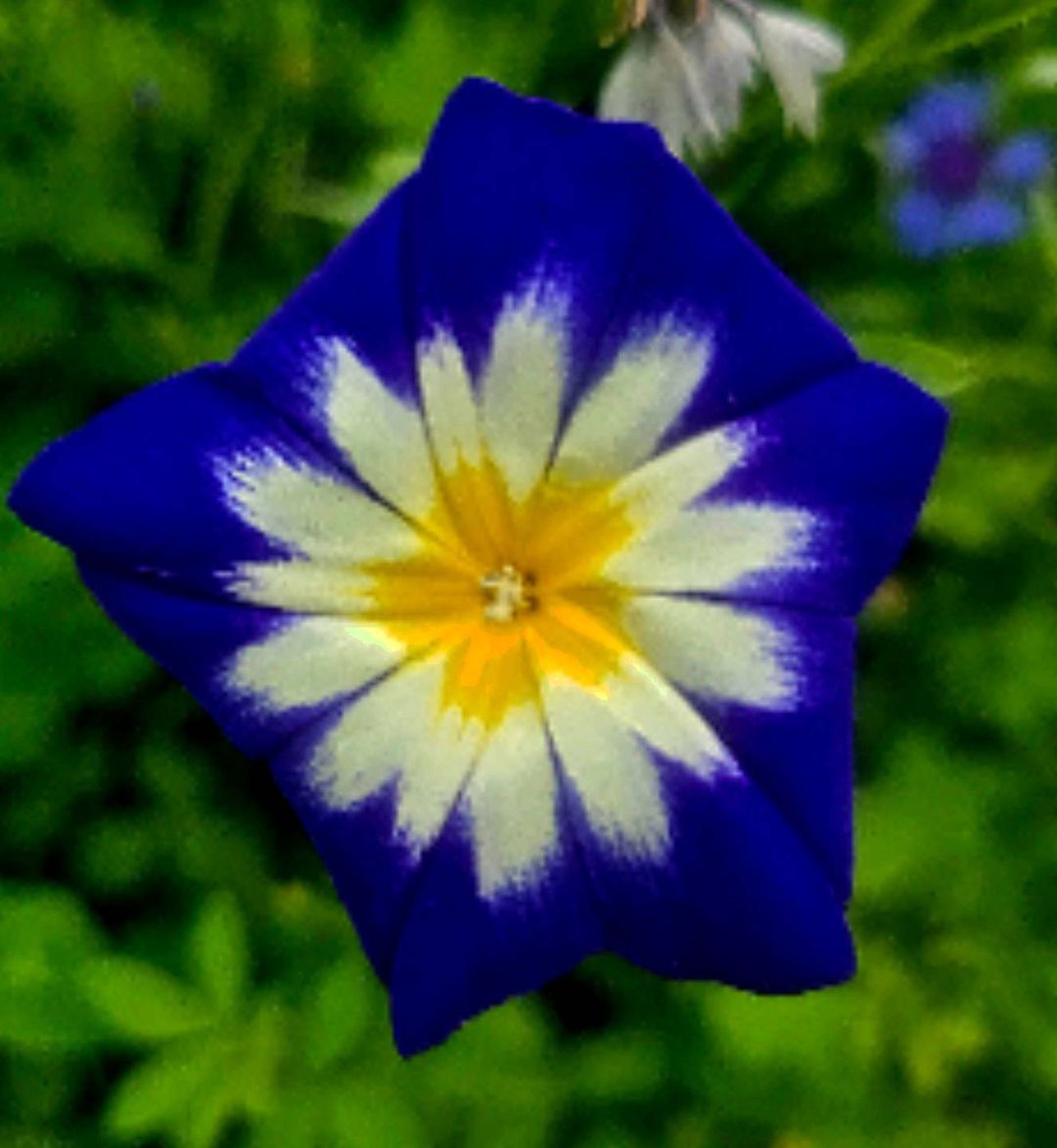 Blue and yellow Dwarf Morning Glory flower with white center.