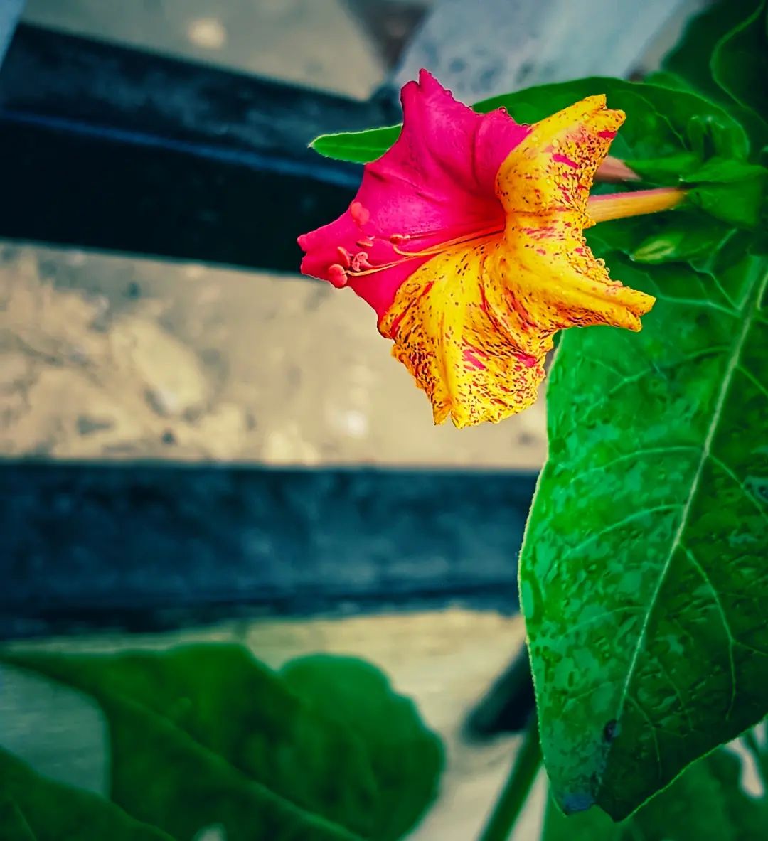 Vibrant yellow and pink center of a Marvel of Peru bloom. 