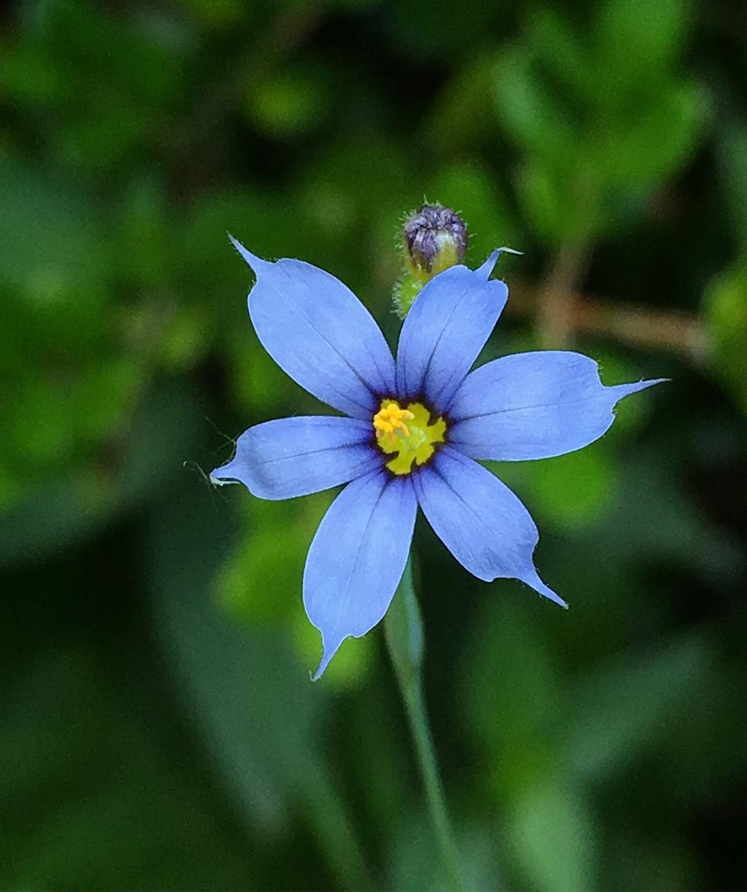 Blue Hawaiian Blue-eyed Grass flower with yellow center surrounded by green plants.