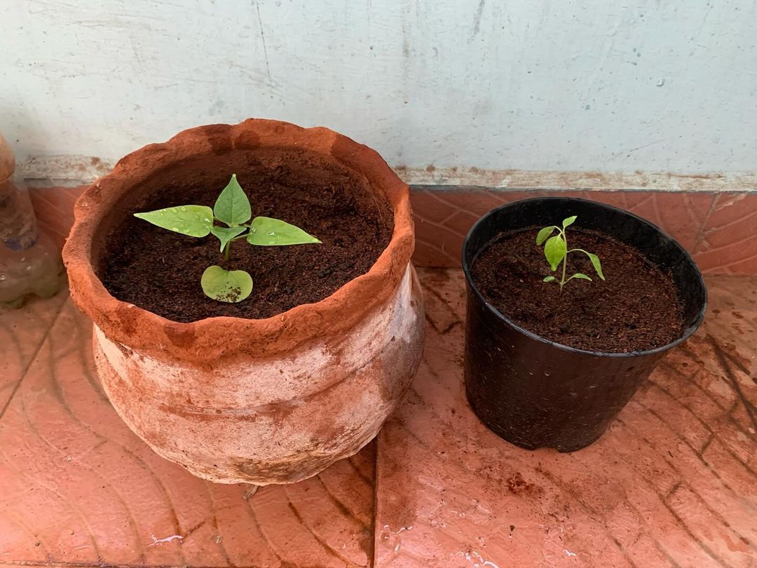 Two plants in pots on tile floor, featured in 'How to Grow Marvel of Peru' tutorial.