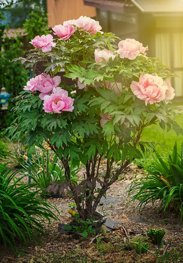 A pink Japanese Peony flower growing beautifully in a garden.