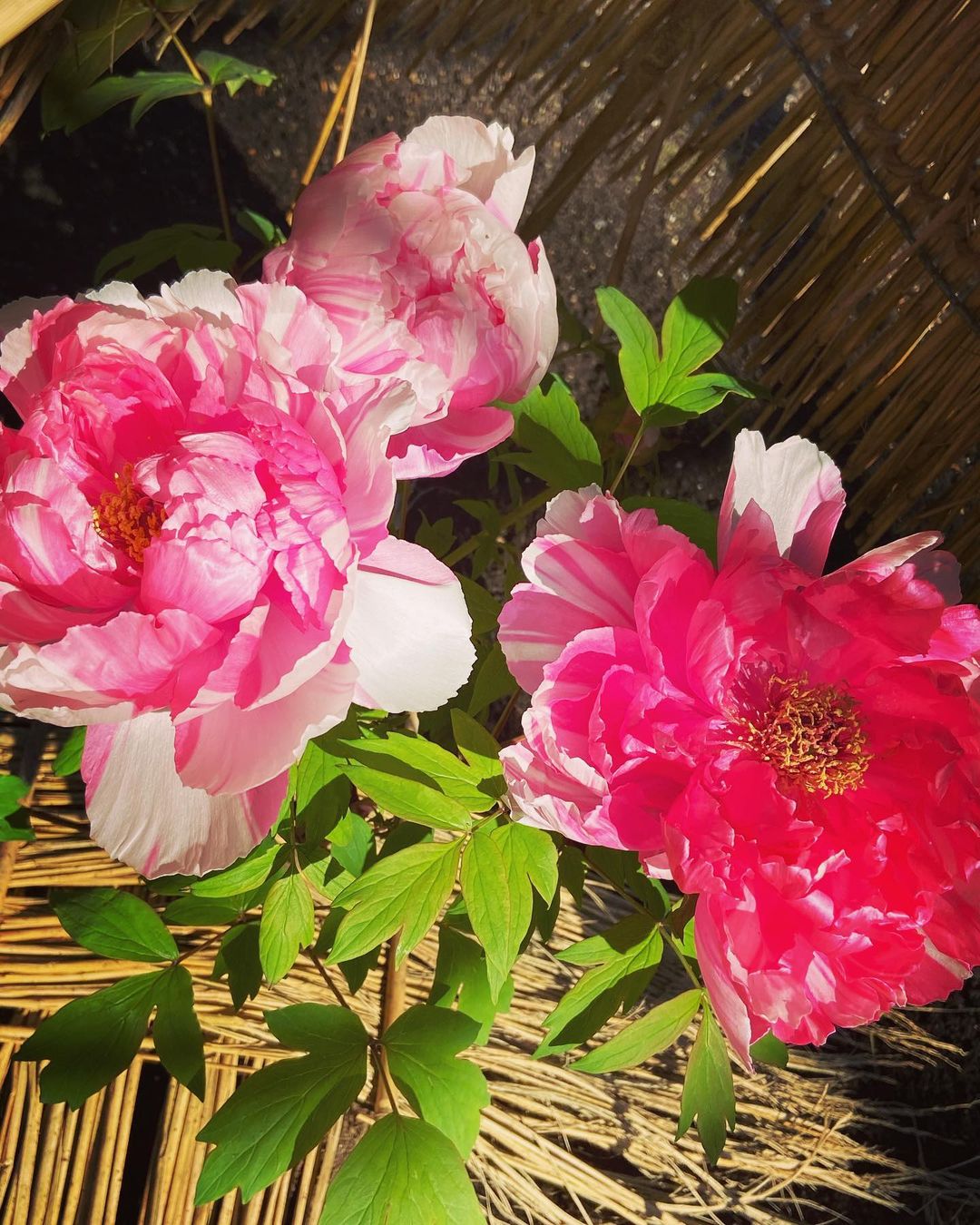 Two pink Japanese peonies in a basket.