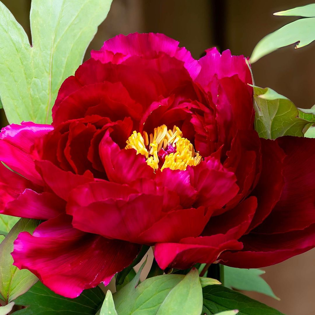  Koukamon, a striking large red peony flower with a distinctive yellow center.