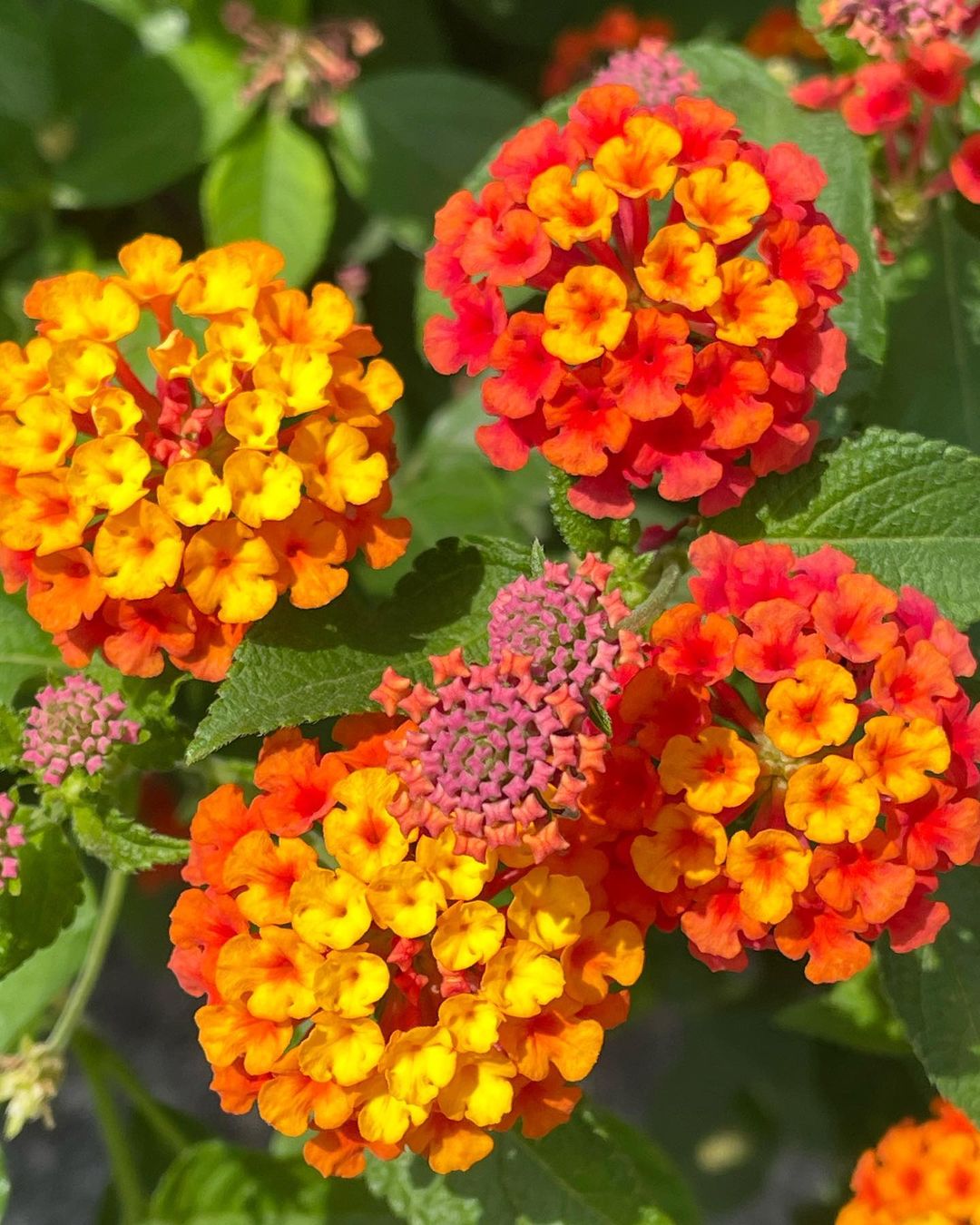 A close-up image of a vibrant 'Lantana Sugar Baby' flower with pink and yellow petals in full bloom.