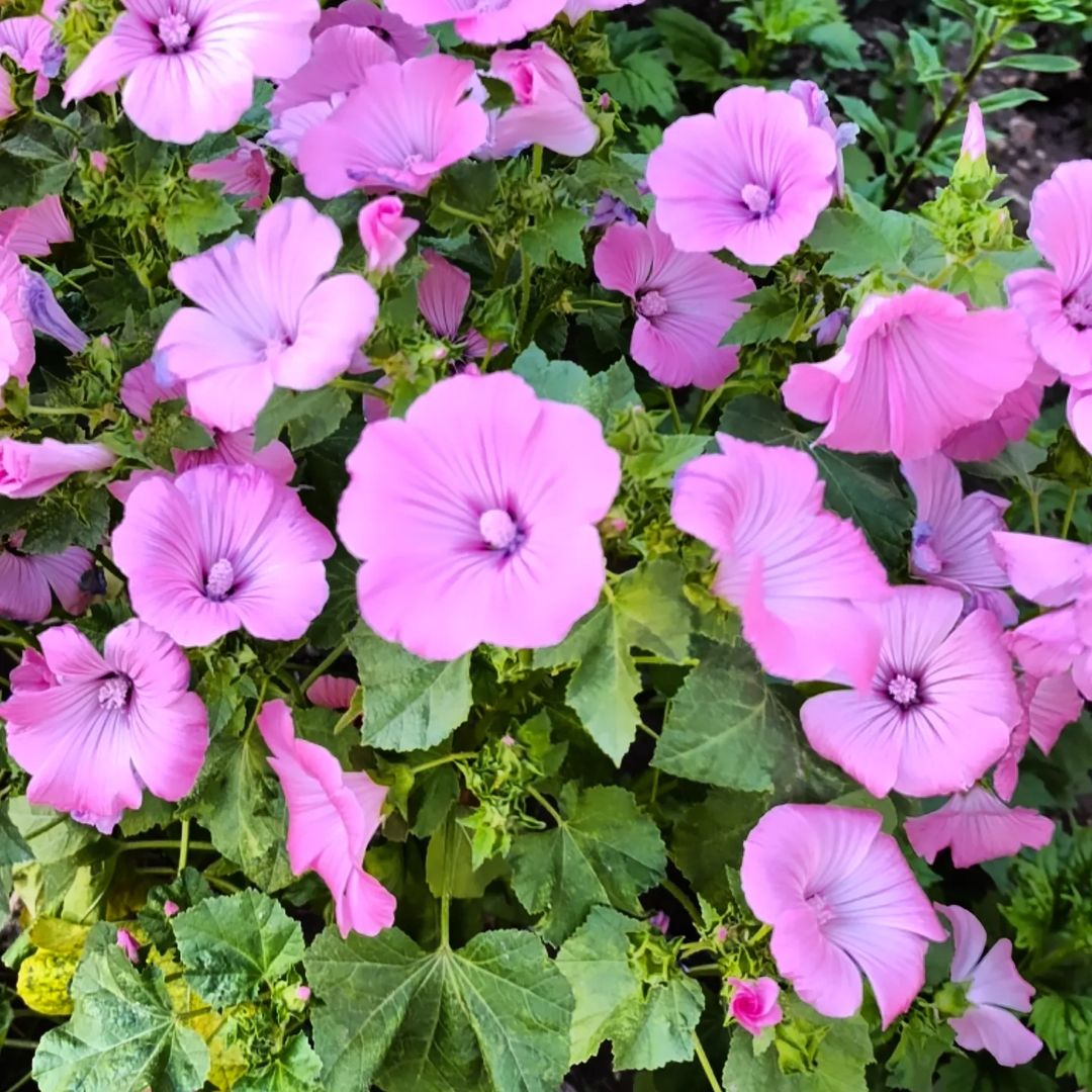 Gorgeous pink flowers of Lavatera stand out against the backdrop of fresh green leaves in the garden.