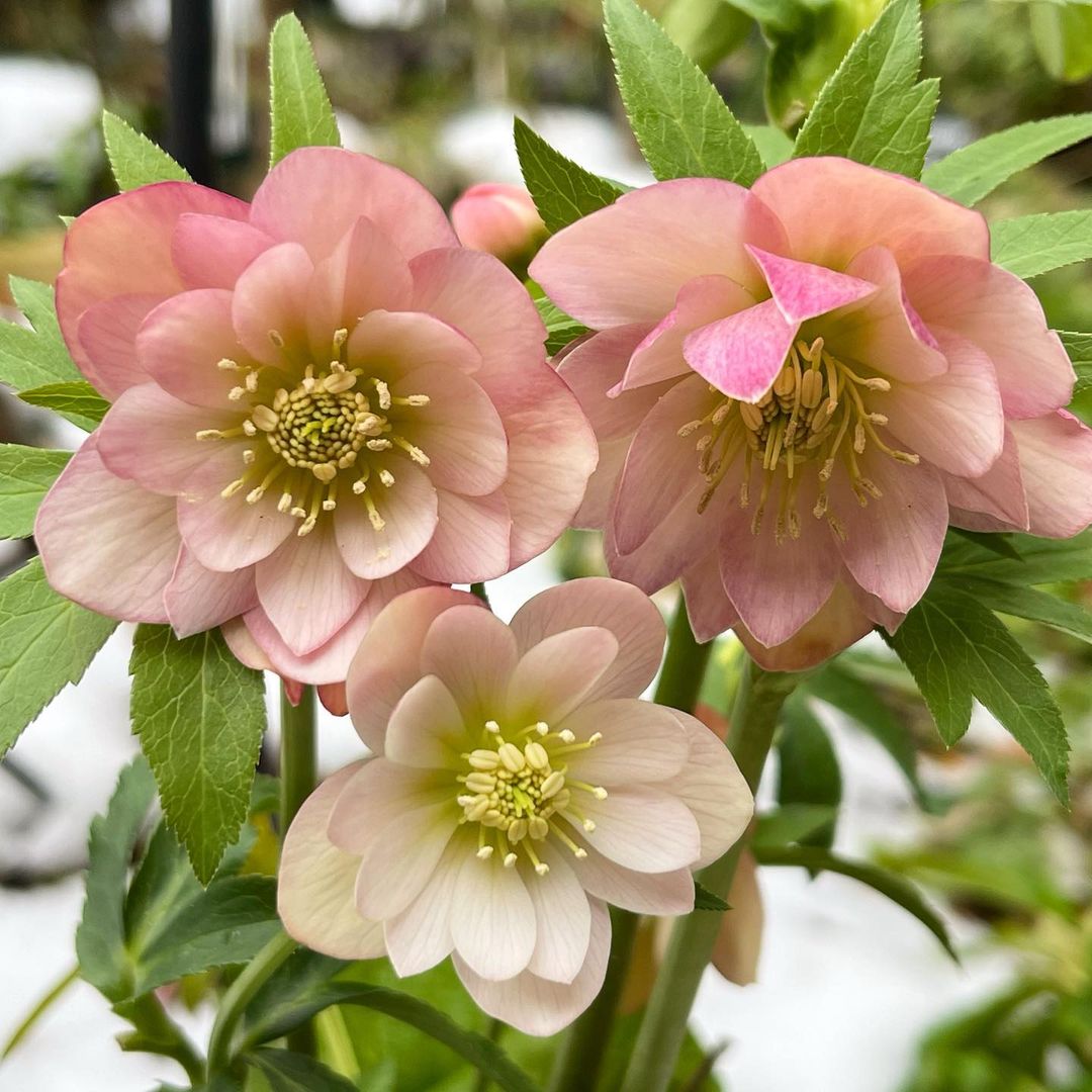 Beautiful Lenten Rose (Hellebore) flowers in bloom, showcasing delicate petals and vibrant colors.