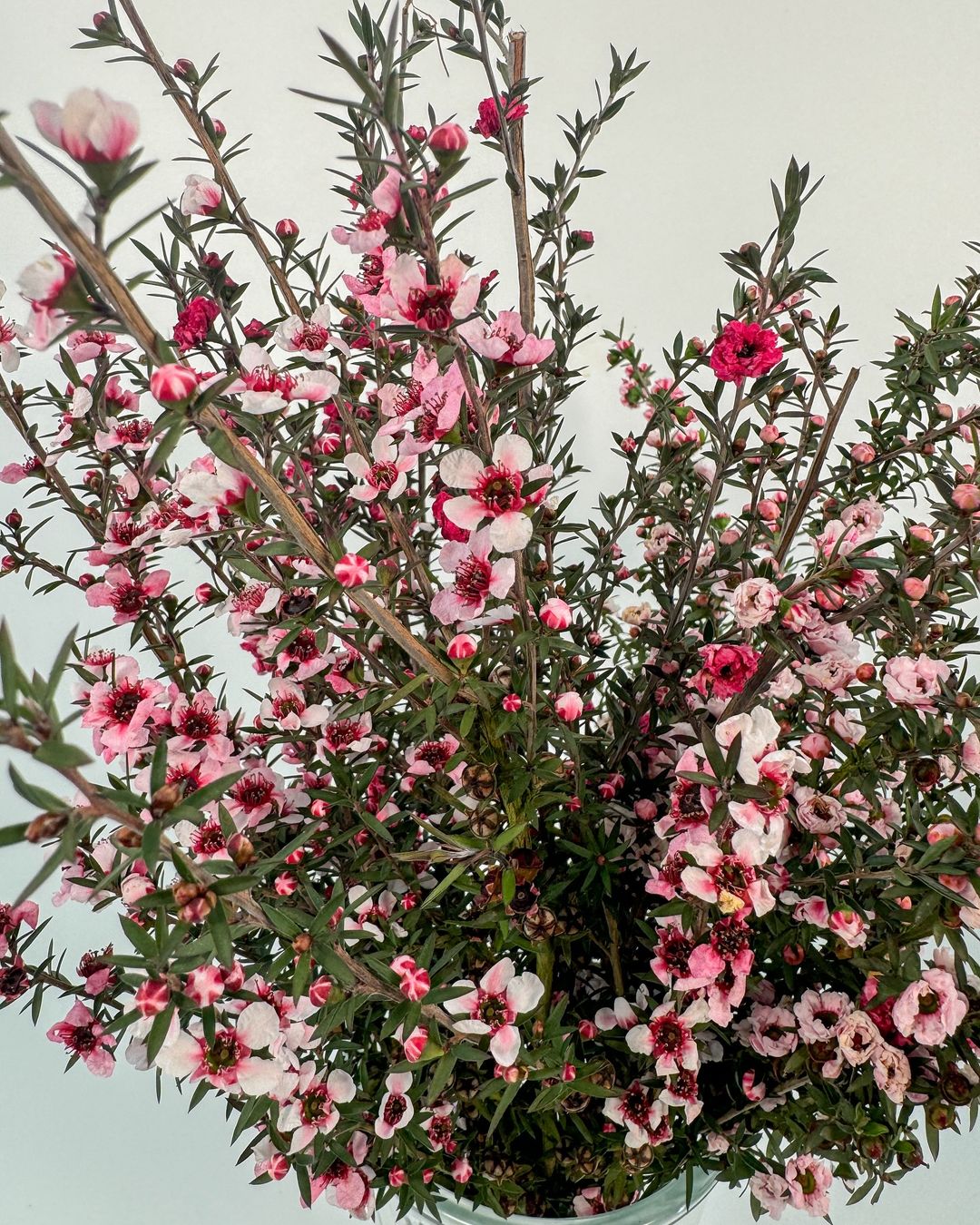 Pink Leptospermum (Tea Tree) flowers in a vase.