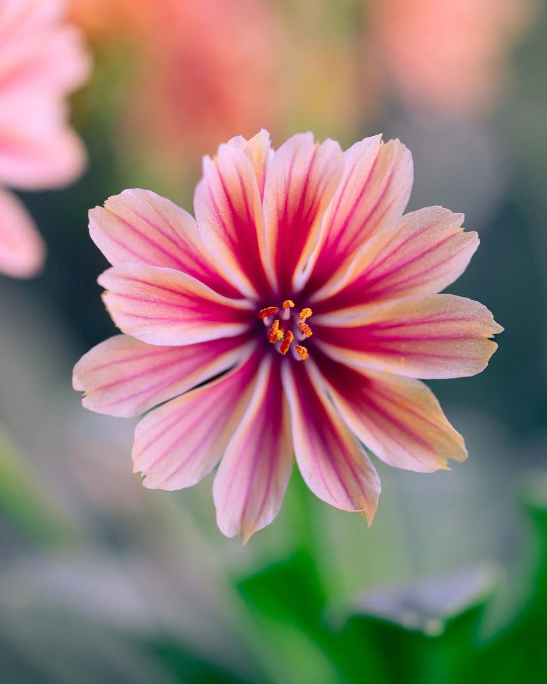 Close-up of Lewisia flower with pink center.