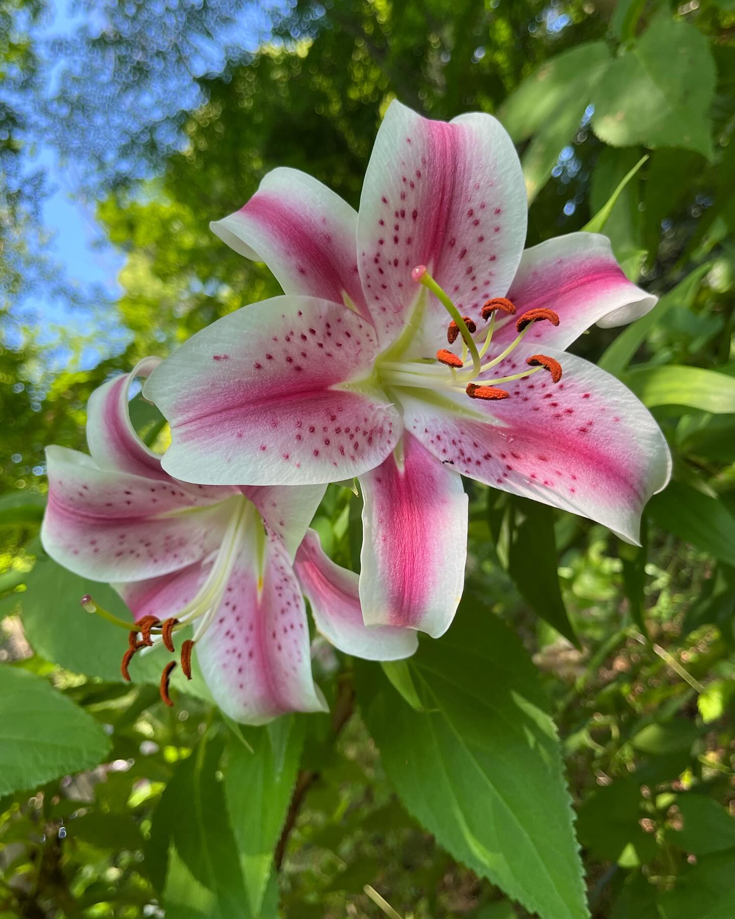 Beautiful pink lilies flourishing in sunny weather.