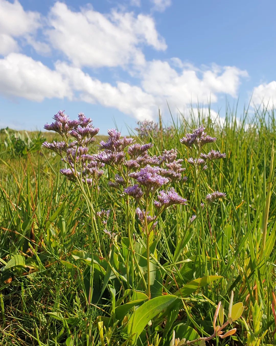 Purple Limonium flowers in a grassy field under a blue sky.