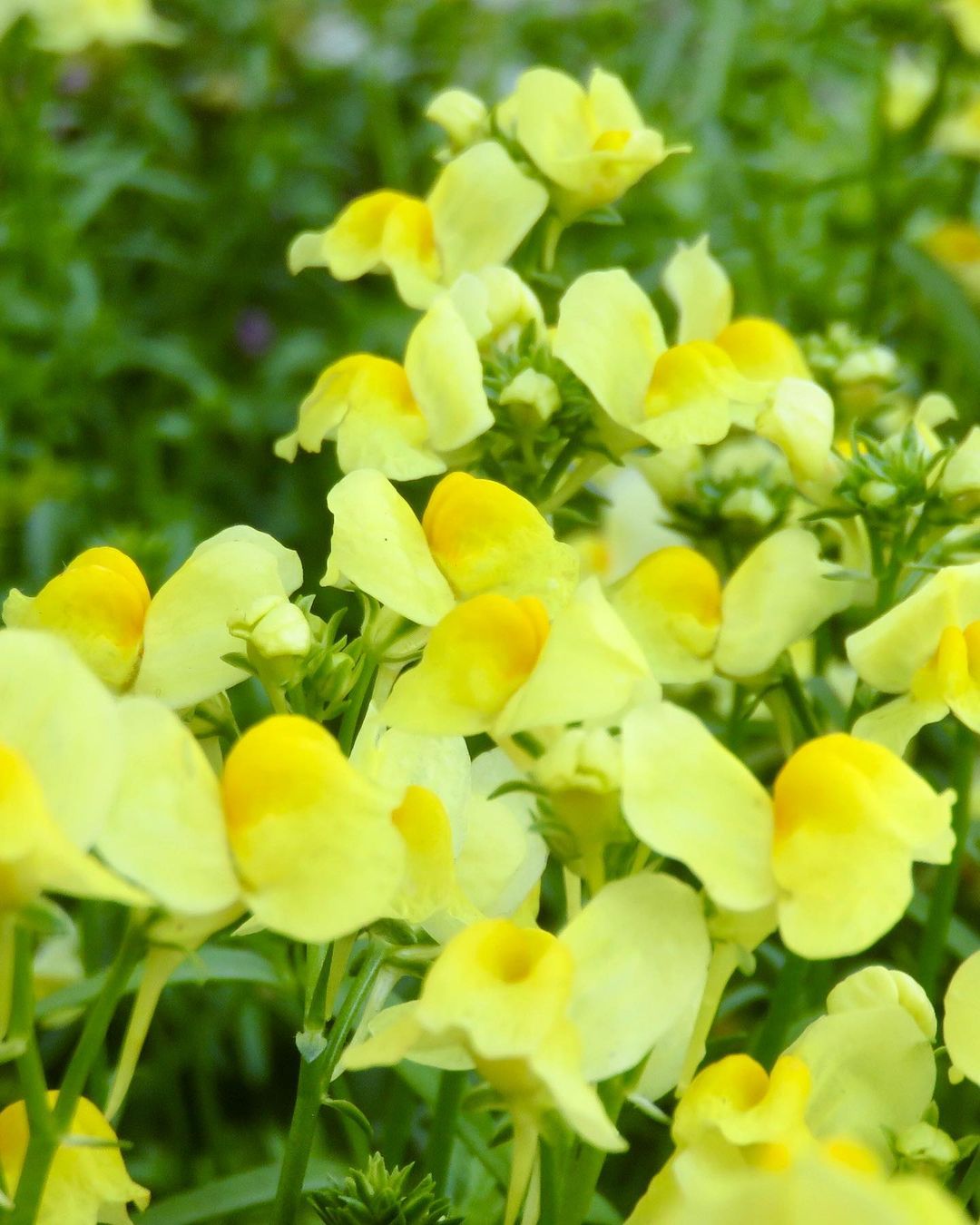 Beautiful Linaria flowers in yellow hue with fresh green leaves.