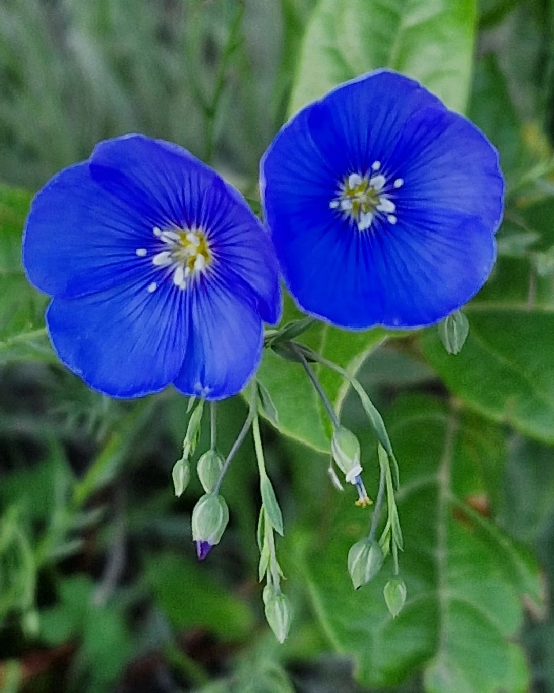 Two blue Linum flowers blooming on a plant.