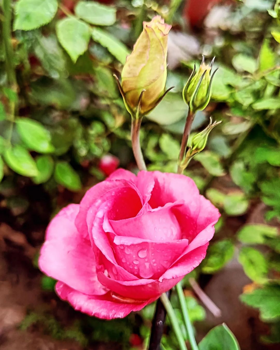  Pink Lisianthus rose surrounded by green leaves in the garden.