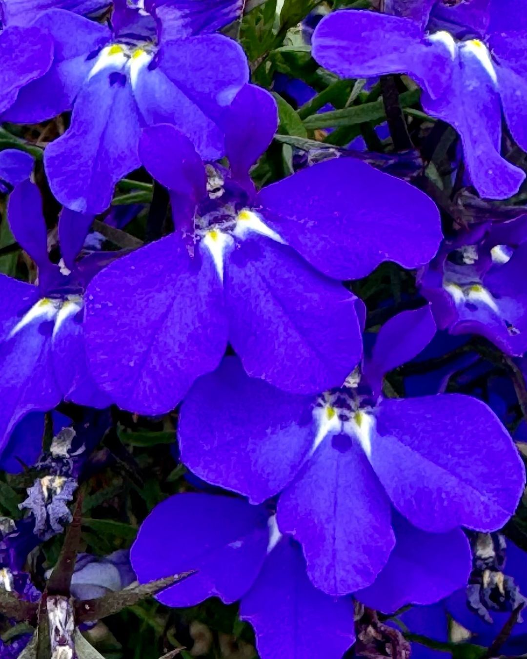 Close-up of vibrant purple Lobelia flowers in full bloom.