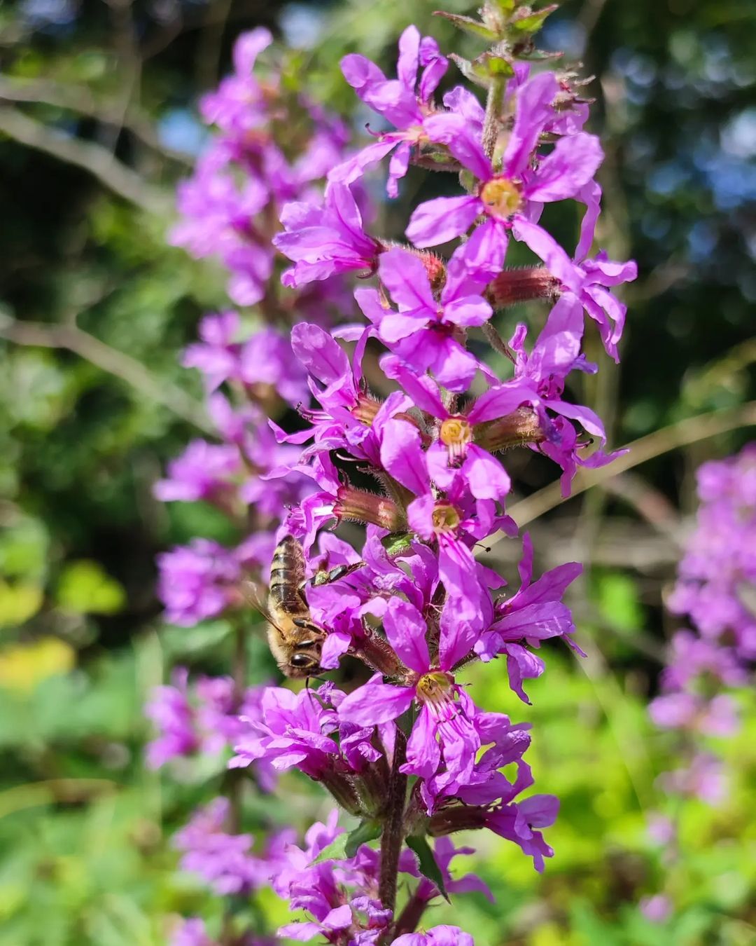 In the woods, a bee lands on a purple Loosestrife flower for pollination.