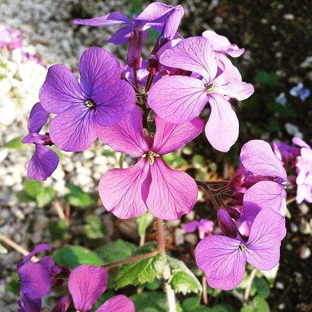 Purple Lunaria flowers in full bloom in a garden.