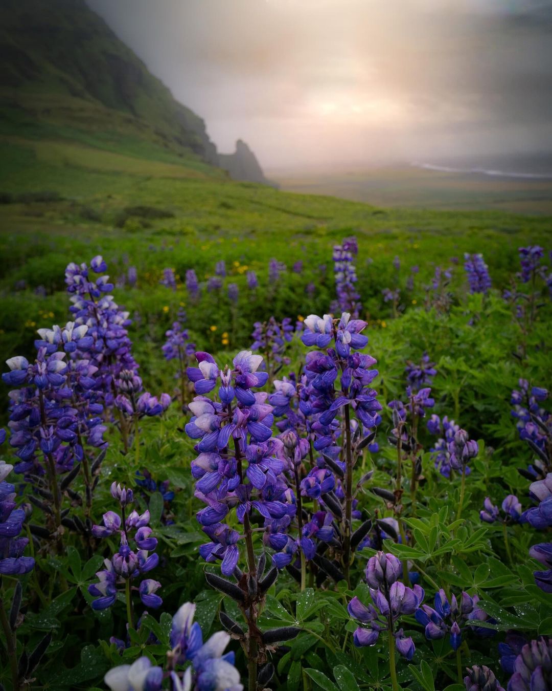 Purple lupine flowers blooming in misty mountains at sunset.