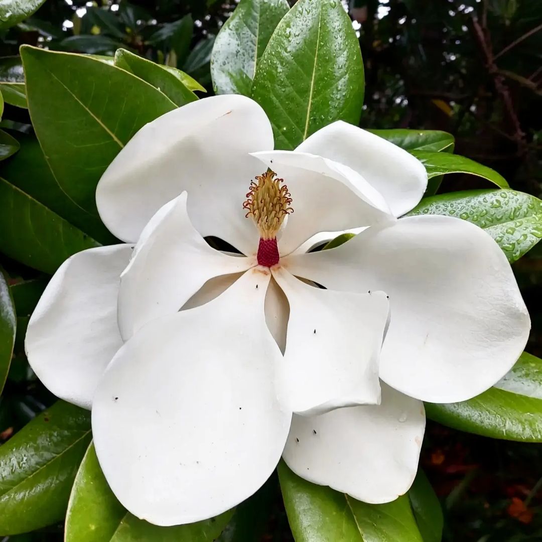 Elegant white magnolia bloom surrounded by vibrant green leaves.
