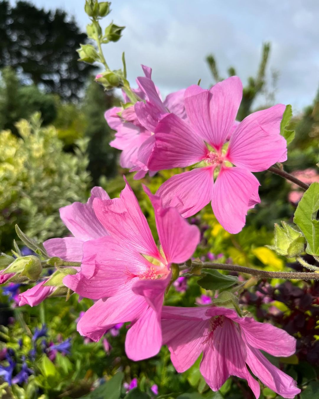 Lush green leaves provide a backdrop for the delicate pink mallow flowers in the garden.